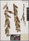 Foto von Salix caprea L. x Salix cinerea L.